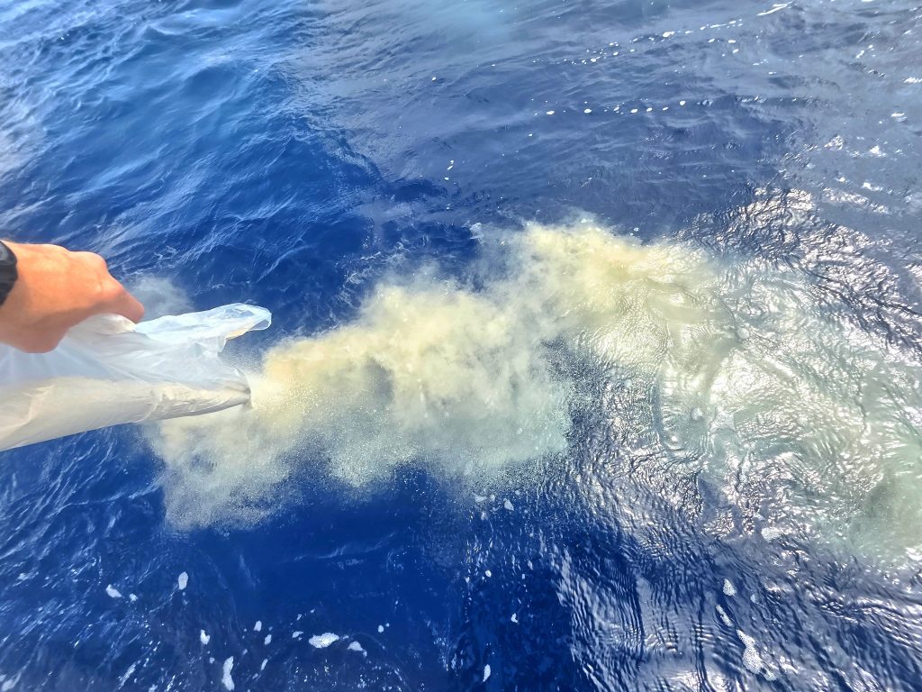 Captain Matt placing cremains into the Gulf Stream during an unattended ocean ash scattering service