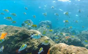 Tropical, vibrantly color stiped fish at Peanut Island Snorkel Lagoon