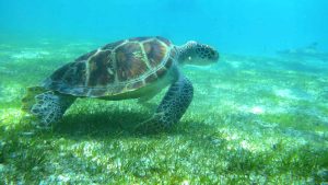 Green sea turtle swimming over some sea grass
