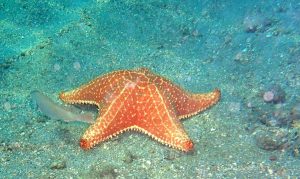 orange, 5 leg sea star sitting on the sea floor at Peanut Island