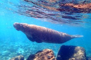 Manatee underwater at Peanut Island