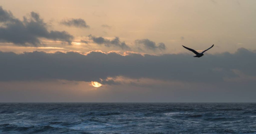 A view of an open ocean in the lower third of the image, with a partly cloudy sky above, including a silhouetted bird and the moon.