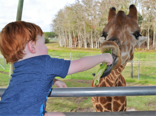 A child feeding a giraffe at Lion Country Safari