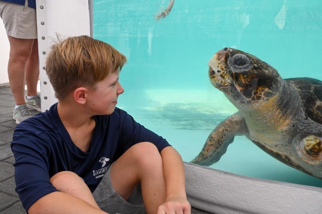 A child sitting next to a giant Loggerhead Sea Turtle in an aquarium