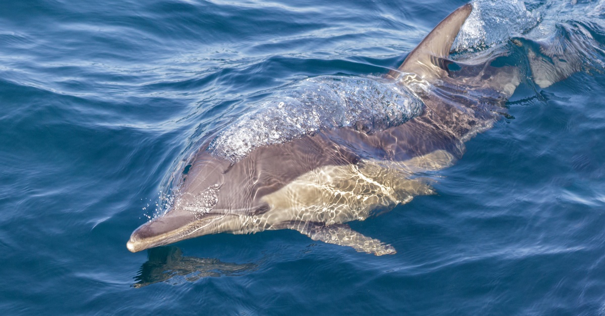 A dolphin with gray and white skin blows tiny bubbles near the surface of slightly rough blue water.